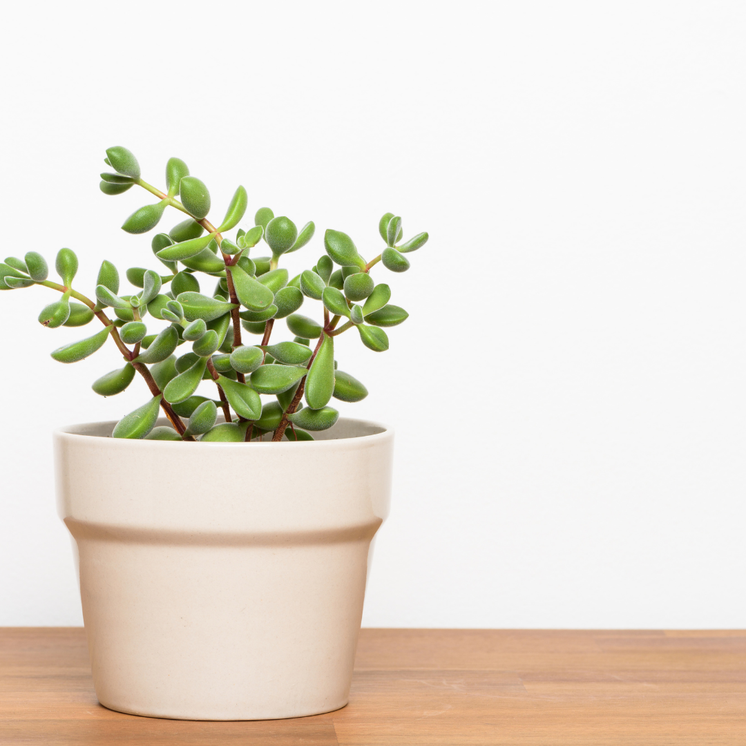 potted succulent