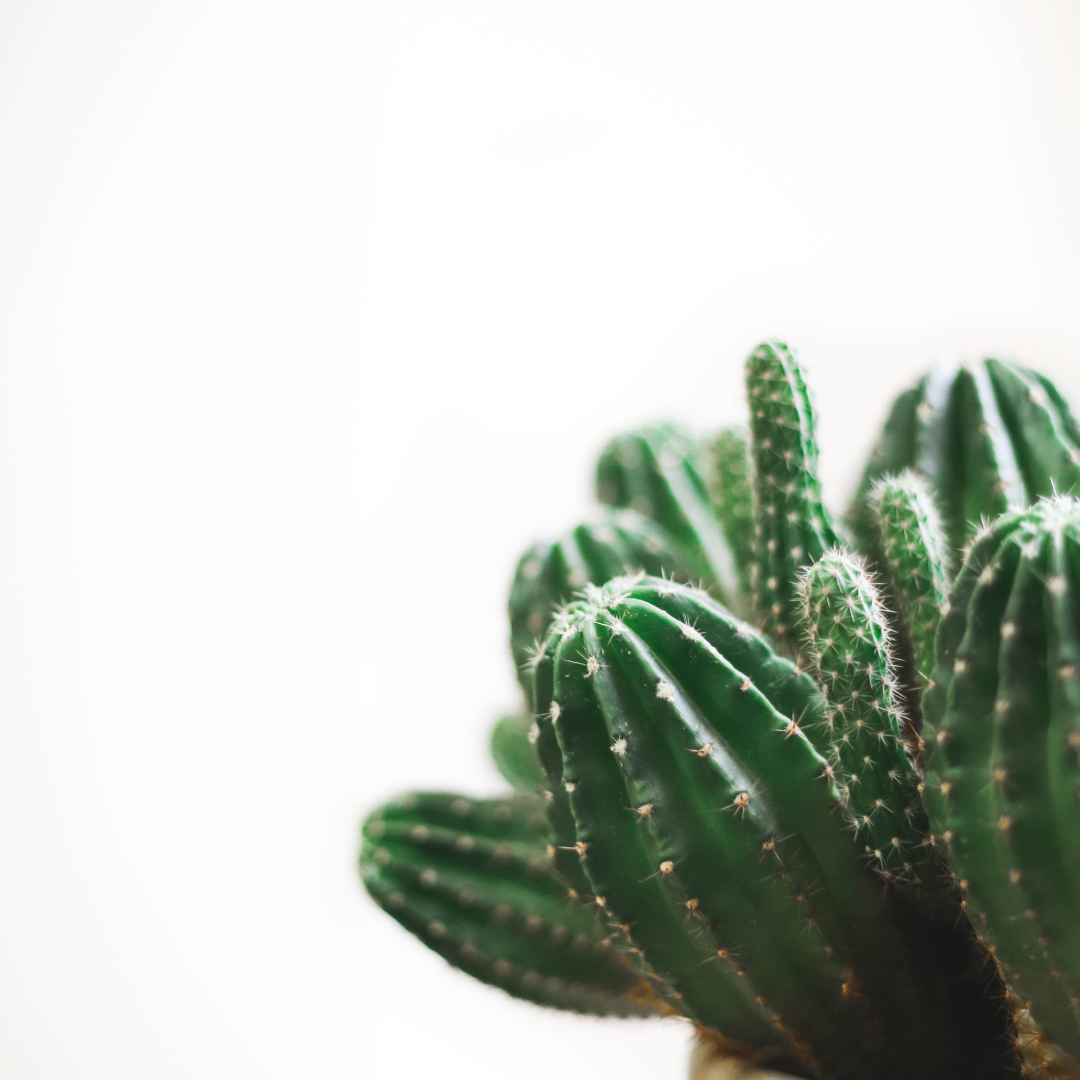 potted succulent